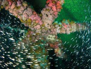 Fish love skyscraper-style living under oil platforms