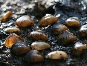 5 reasons to worry about a quagga mussel invasion
