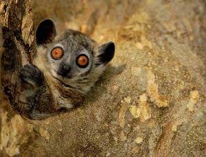 Zoologger: Shy lemurs communicate using toilet trees