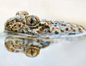 Spanish amphibians struck down by virus attack