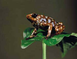 Poisonous frogs evolve to sing longer and louder