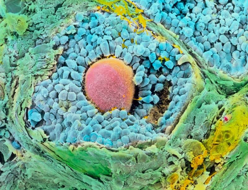 New Scientist. Science news and long reads from expert journalists, covering developments in science, technology, health and the environment on the website and the magazine.