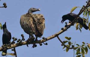 Ban of vulture-killing drug in India is working