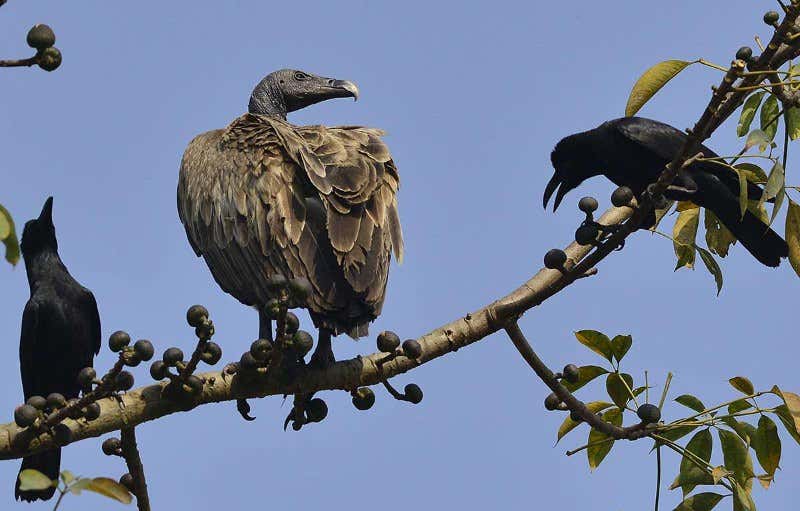 New Scientist. Science news and long reads from expert journalists, covering developments in science, technology, health and the environment on the website and the magazine.