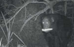 Nonchalant night-time chimp crime caught on camera