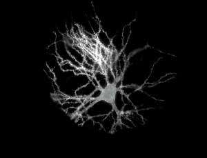 This is what brain cell conversations look like