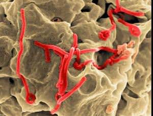 Future scenarios show how easily Ebola could explode