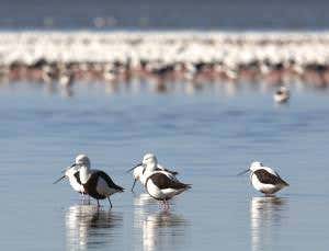 Zoologger: Extreme nomad scrambles for shrimp bonanza