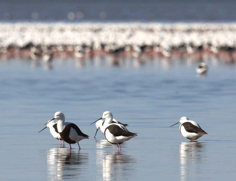 New Scientist. Science news and long reads from expert journalists, covering developments in science, technology, health and the environment on the website and the magazine.