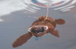 African baby turtles start life with a 24-hour swimathon