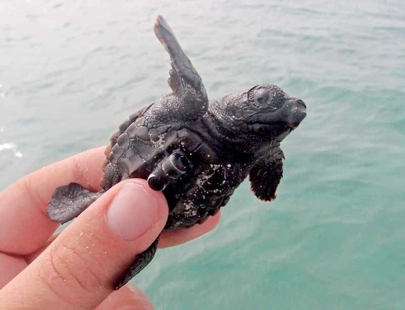 African baby turtles start life with a 24-hour swimathon
