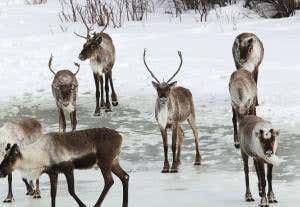 Virus recreated after 700 years in icy caribou poo