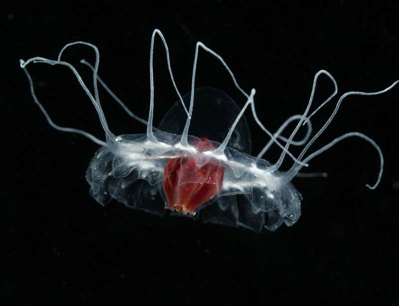 New Scientist. Science news and long reads from expert journalists, covering developments in science, technology, health and the environment on the website and the magazine.