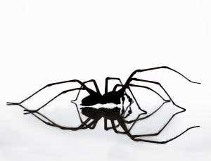 Arachnophobia chopped out of a man's brain