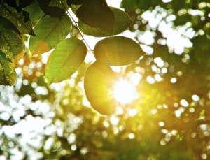 Plants make their own sunscreen to block damaging rays