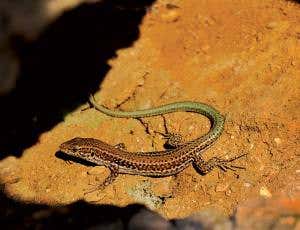 Zoologger: My lizard persona depends on my neighbours
