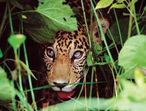 The jaguar whisperer who gave them a voice