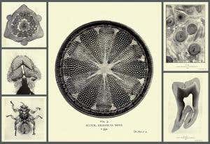 The first micro-masterpieces to wow the public