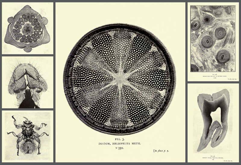 The first micro-masterpieces to wow the public