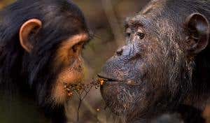 Grizzled veteran chimp shares snack with stripling