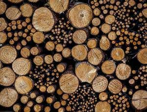 Wonder stuff: Amazing material that <i>does</i> grow on trees