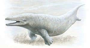 A life spent chasing down how whales evolved