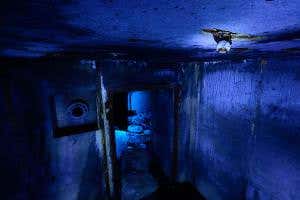 Bat dozes through the depths of a Polish winter