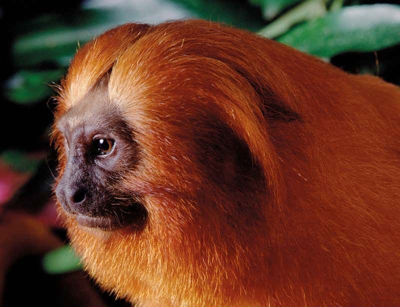 New Scientist. Science news and long reads from expert journalists, covering developments in science, technology, health and the environment on the website and the magazine.