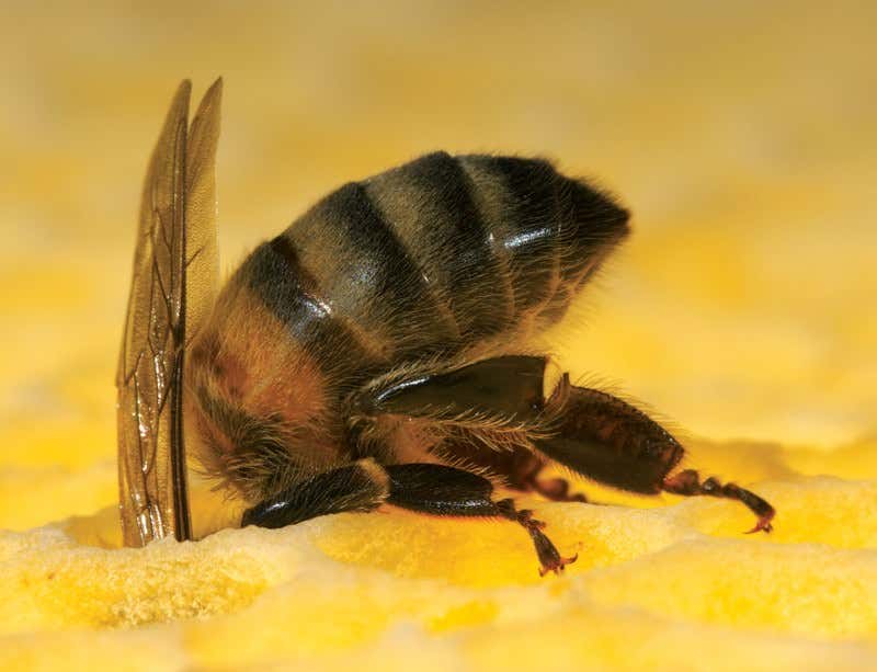 New Scientist. Science news and long reads from expert journalists, covering developments in science, technology, health and the environment on the website and the magazine.