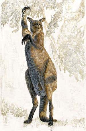 Extinct giant kangaroos didn't hop, they walked