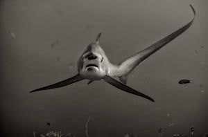 Coming face to face with a shy thresher shark
