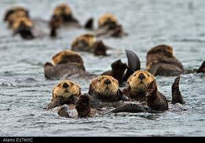 The comeback cubs: The great sea otter invasion