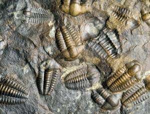 'Missing' disaster led to all-time worst extinction