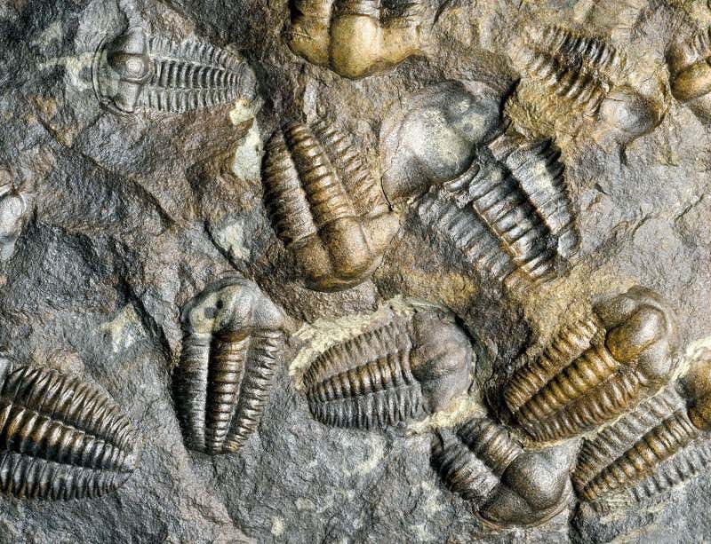 New Scientist. Science news and long reads from expert journalists, covering developments in science, technology, health and the environment on the website and the magazine.