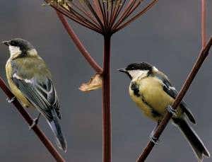 Why bird divorces are good news for the females