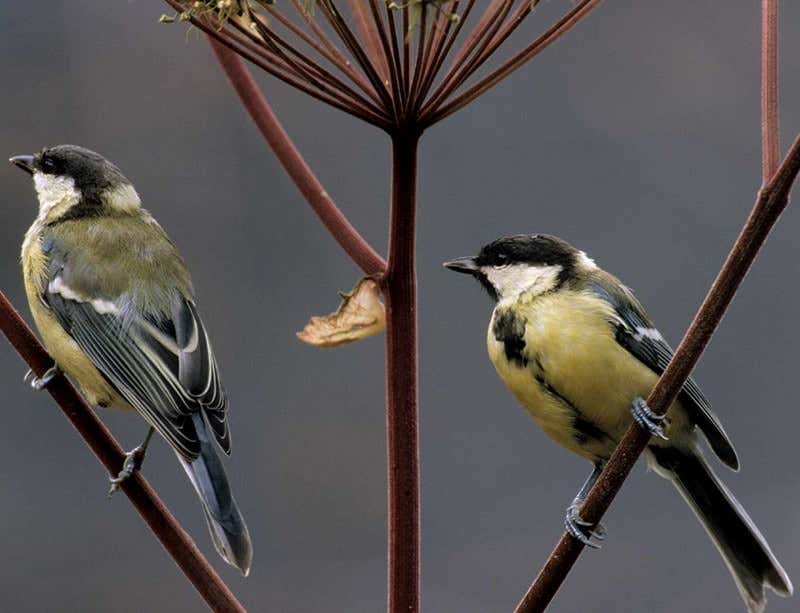 New Scientist. Science news and long reads from expert journalists, covering developments in science, technology, health and the environment on the website and the magazine.