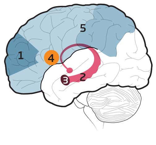 New Scientist. Science news and long reads from expert journalists, covering developments in science, technology, health and the environment on the website and the magazine.
