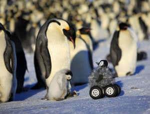 Baby chick spycam fools penguin parents