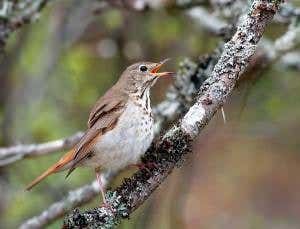 Thrush's song fits human musical scales