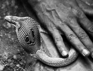 A slither of DNA identifies snakebite antidote