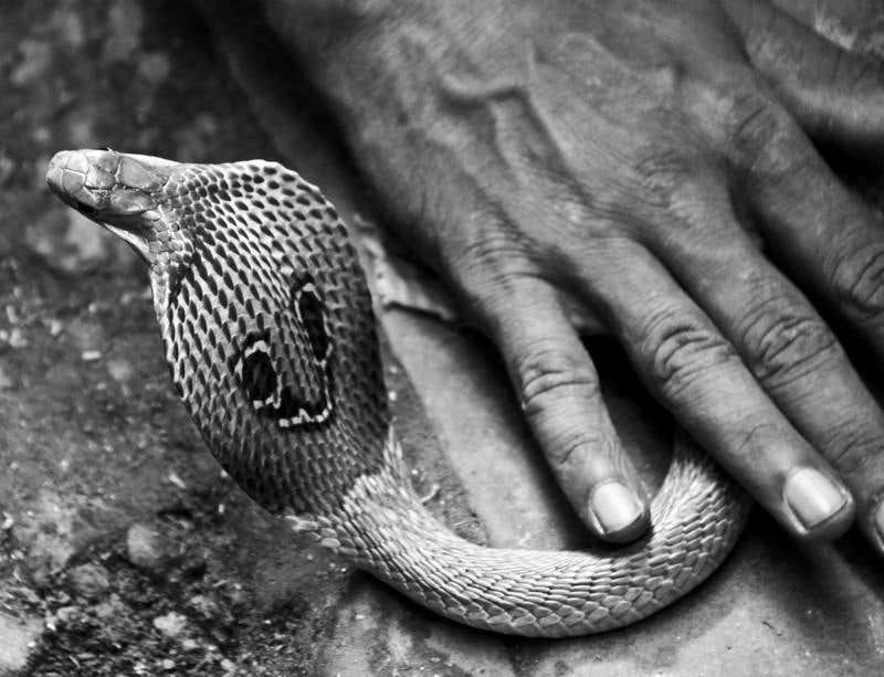 New Scientist. Science news and long reads from expert journalists, covering developments in science, technology, health and the environment on the website and the magazine.