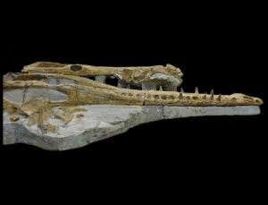 Groovy teeth helped giant crocs crunch turtle shells