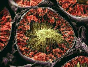 Amaze balls: Testicles site of most diverse proteins