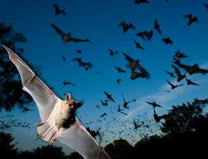 Zoologger: Bats jam each other's sonar to steal meals