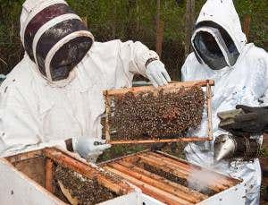 Bee talent-scouts seek out superstars in Africa