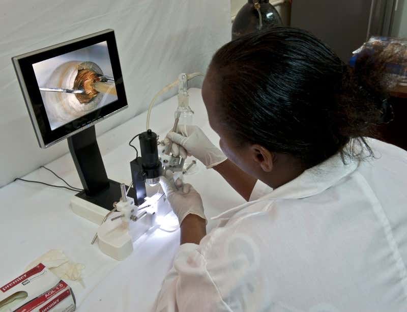 Bee talent-scouts seek out superstars in Africa