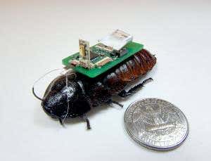 Cyborg cockroaches home in on sounds of distress