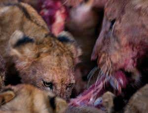 Blood odour chemical gets carnivores drooling