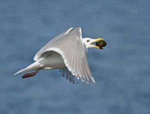 Gulls switch to trash-diet as fish stocks run low