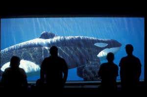 Ban on capturing whales for zoos a step closer
